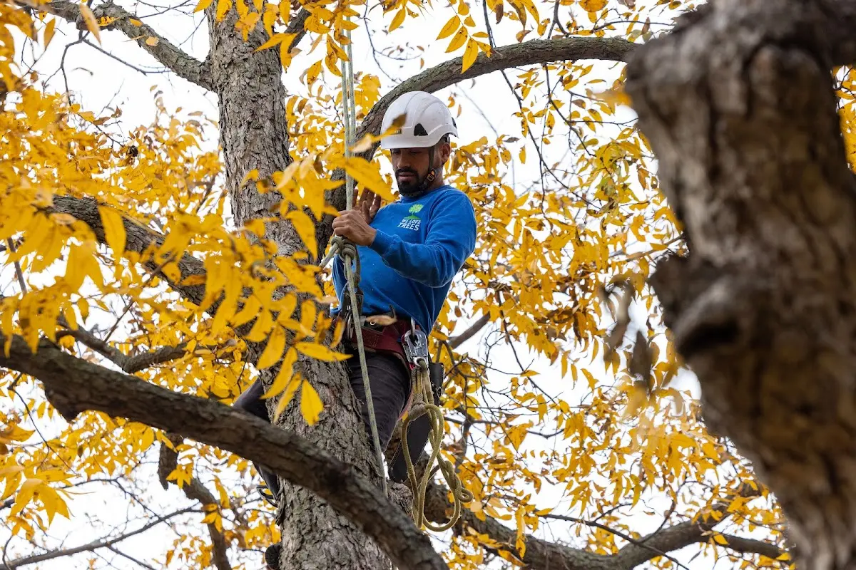 Skilled Tree Planing crew working in Flat Rock
